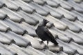 Jackdaw on roof