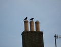 Jackdaw silhouettes on chimney pots Royalty Free Stock Photo