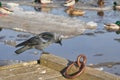 Jackdaw sits on the bridge and looks at the ducks on the river. Royalty Free Stock Photo