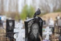 a jackdaw sits on a gravestone in a cemetery