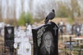 A jackdaw sits on a gravestone in a cemetery