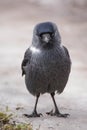 Jackdaw