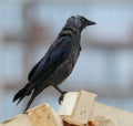 Jackdaw sitting on a broken wooden box