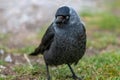 Jackdaw sitting on the ground looking at the camera