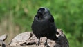 Jackdaw sitting on a log just looking around