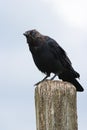 Jackdaw sitting on a picket Royalty Free Stock Photo
