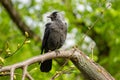 Jackdaw sitting on a tree branch