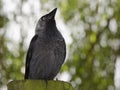 Jackdaw sitting on a tree truck looking up into the distance, with green foliage in the background.