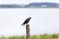 Jackdaw sitting on a wooden pole