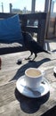 Jackdaw is steeling a cookie and drinking from coffee cream cup on beach club terrace in Noordwijk. Royalty Free Stock Photo