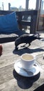 Jackdaw is steeling a cookie and drinking from coffee cream cup on beach club terrace in Noordwijk. Royalty Free Stock Photo