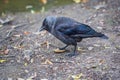 Jackdaw stepping on a piece of bread