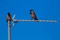 Jackdaw on the TV antenna on the roof