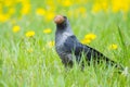 Jackdaw with walnuts on the grass