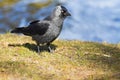 Jackdaw at the waterside in spring