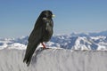 Jackdaw in winter Royalty Free Stock Photo