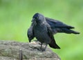 Jackdaws Corvus monedula