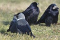 Jackdaws Corvus monedula and black crows on a green lawn in summer. Bird flock Royalty Free Stock Photo