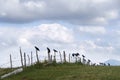 Jackdaws, crows standing on a fence - Durmitor, Montenegro Royalty Free Stock Photo