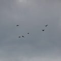 Jackdaws in flight Royalty Free Stock Photo