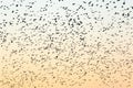 Jackdaws in a flock in silhouette at twilight Royalty Free Stock Photo