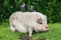 jackdaws on minipig Royalty Free Stock Photo