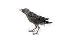 Jackdaws nestling close-up isolated on a white background.