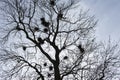 Jackdaws nests in silhouettes in bare spring tree