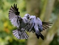 Jackdaws Royalty Free Stock Photo