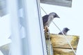 Jackdaws on the roof are closely watching the photographer. Royalty Free Stock Photo