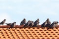 Jackdaws on the rooftop Royalty Free Stock Photo