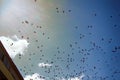 Jackdaws and rooks swarming in sky above city