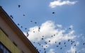 Jackdaws and rooks swarming in sky above city