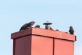 Jackdaws sitting on a chimney Royalty Free Stock Photo