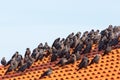 Jackdaws sitting in a flock on a rooftop Royalty Free Stock Photo
