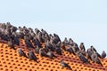 Jackdaws sitting on a roof Royalty Free Stock Photo