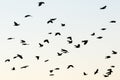 Jackdaws in the sky Royalty Free Stock Photo