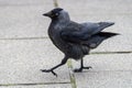 Jackdaw bird walking on tiles