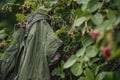 jacket caught on a bramble bush in a berry farm