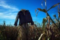jacket on a scarecrow in a cornfield, blue sky above Royalty Free Stock Photo