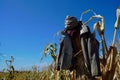 jacket on a scarecrow in a cornfield, blue sky above Royalty Free Stock Photo