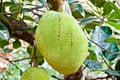 Jackfruit