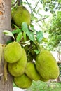 Jackfruit.