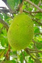 Jackfruit Royalty Free Stock Photo
