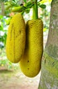 Jackfruit Royalty Free Stock Photo