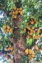 Jackfruit or Artocarpus heterophyllus is a fruit tree from the family of mulberry, view to the breadfruit tree