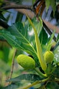 Jackfruit Artocarpus heteropyllus hanging on tree, India Royalty Free Stock Photo