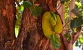 Jackfruit in Bobo-dioulasso in the middle of a bright garden