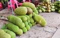 Jackfruit Tree and young Jackfruits. Jackfruit is Delicious sweet fruit Royalty Free Stock Photo