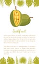 Jackfruit Exotic Juicy Stone Fruit Vector Poster